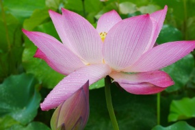 Slim lotus pictures desktop wallpaper