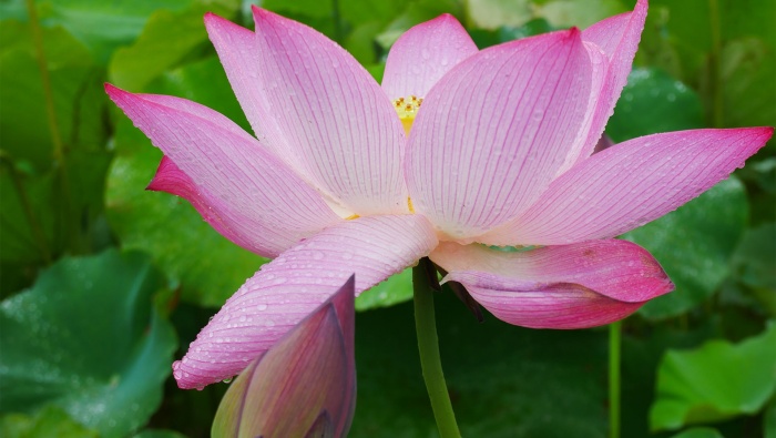 Slim lotus pictures desktop wallpaper