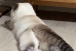 猫猫的诱惑