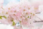 Pink romantic cherry blossom mobile wallpaper