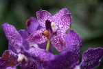 Phalaenopsis pictures desktop wallpaper