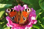 Peacock butterfly picture HD