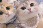 The latest version of cat couple avatar pictures