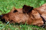 Irish Terrier Pictures