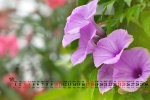July 2021 Morning Glory Desktop Calendar Wallpaper