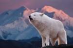 Ferocious arctic wolf pictures