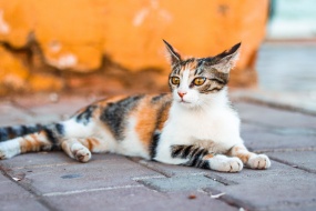 Outdoor wildcat photography pictures desktop wallpaper