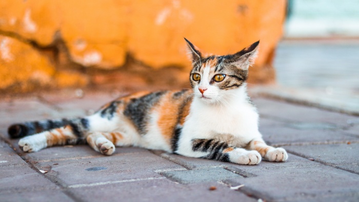 Outdoor wildcat photography pictures desktop wallpaper