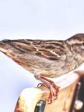 Chirping gray sparrow pictures