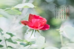 July 2021 small fresh green floral desktop calendar wallpaper