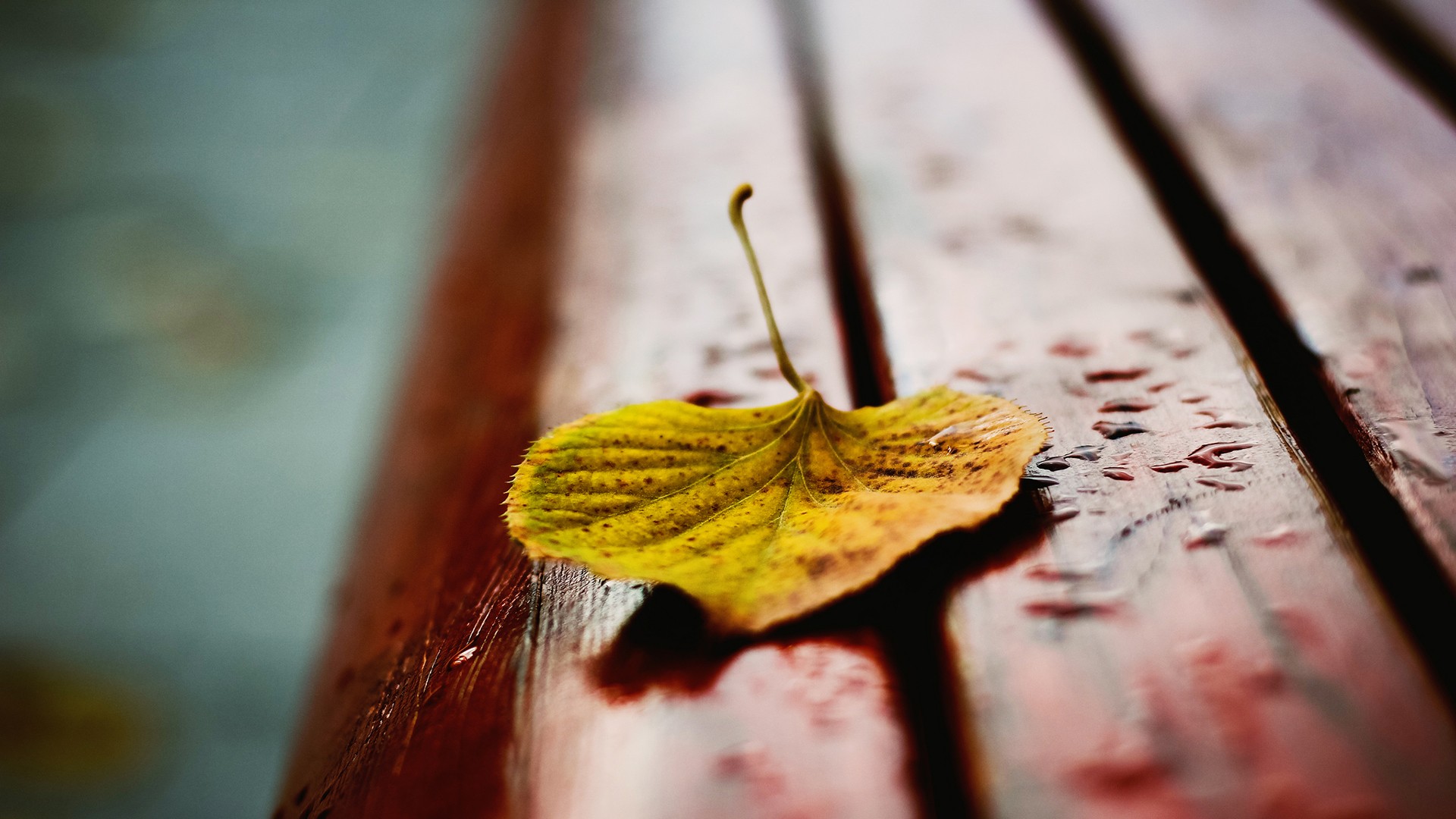 秋天的落叶图片桌面壁纸