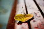 Autumn leaves pictures desktop wallpaper