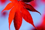 Late autumn red maple leaf scenery picture desktop wallpaper