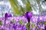HD crocus picture desktop wallpaper