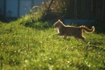 Cat running on the grass picture wallpaper