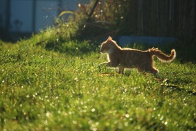 Cat running on the grass picture wallpaper