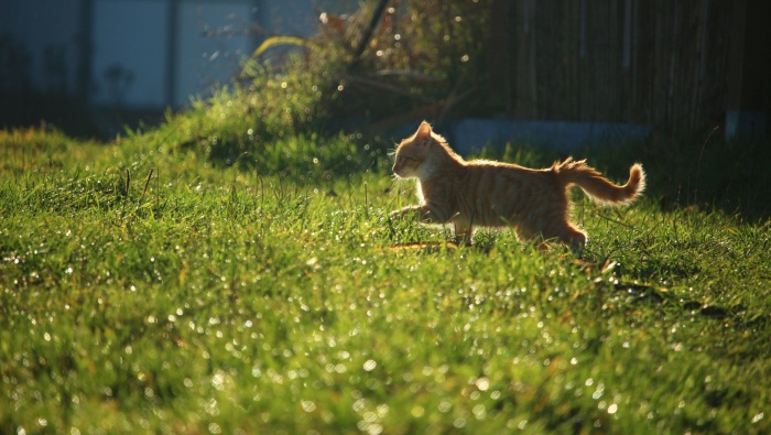 Cat running on the grass picture wallpaper
