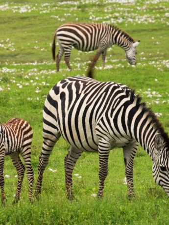 wild zebra pictures