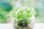 护眼绿植日历