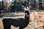 Alpaca pictures tame and cute alpaca pictures