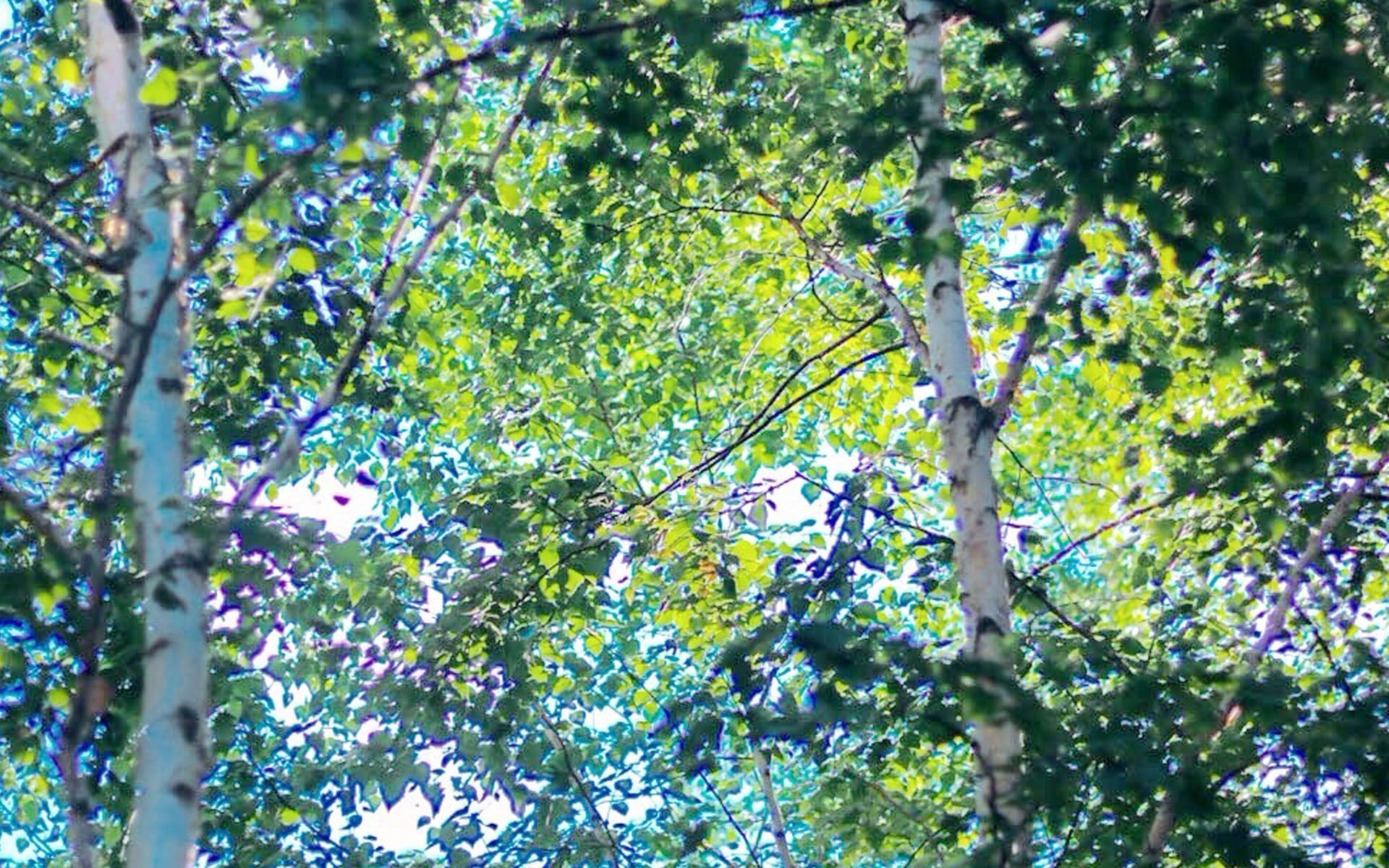 树枝上的绿叶树林高清图片壁纸