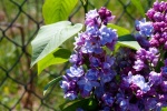 HD lilac flower pictures