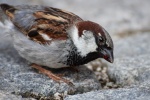 Chirping gray sparrow pictures