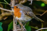 Robin on a branch picture