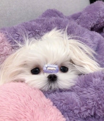 很火萌宠小动物头像图片