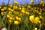 yellow buttercup pictures