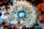 May 2022 Dandelion Desktop Calendar Wallpaper