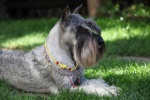 Cute and cute Schnauzer pictures