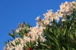 HD Oleander Pictures Desktop Wallpaper