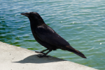 Picture of crow with jet black feathers