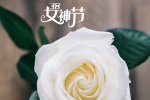 38女神节之玫瑰花图片桌面壁纸