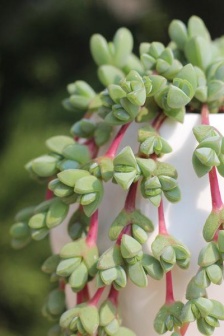 Jasper lotus succulent pictures