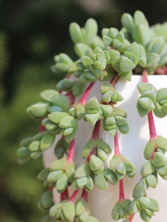 Jasper lotus succulent pictures