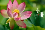 24 Solar Terms: Xiaoshu Pictures Desktop Wallpaper