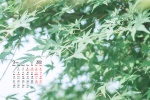 Eye protection natural scenery calendar wallpaper for March 2022