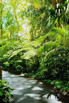 小清新綠色護眼手機壁紙