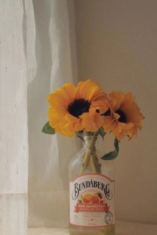 Sunflower HD Wallpaper