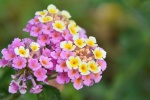 Brightly colored lantana pictures desktop wallpaper