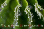 May 2022 dewdrops on the grass desktop calendar wallpaper