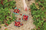 Fresh strawberry pictures desktop wallpaper