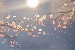 White cherry blossom HD wallpaper