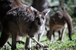 HD kangaroo pictures desktop wallpaper