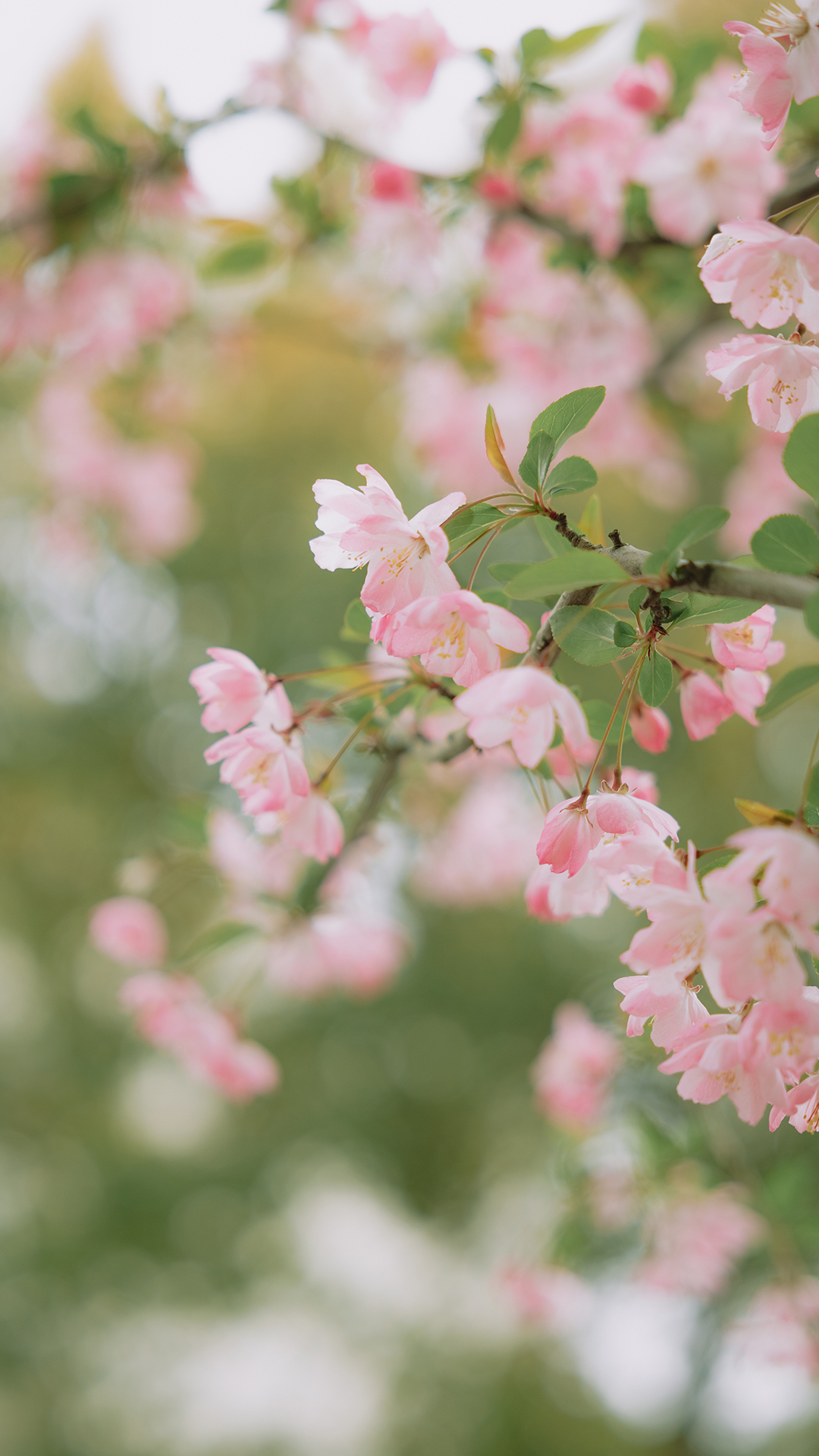 粉色花卉风景手机壁纸