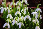 HD snowdrop pictures desktop wallpaper