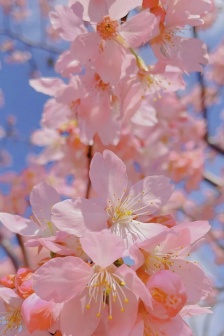Pink cherry blossom mobile wallpaper picture