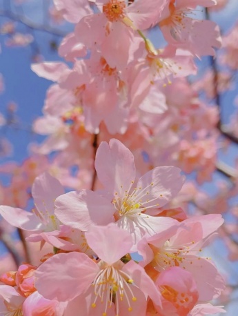 粉色樱花手机壁纸图片